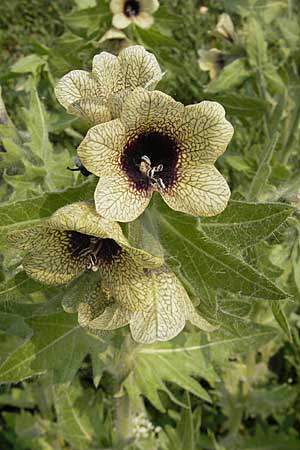 Hyoscyamus niger \ Schwarzes Bilsenkraut / Henbane, D Mannheim 2.5.2009