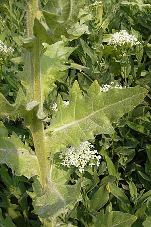 Hyoscyamus niger \ Schwarzes Bilsenkraut / Henbane, D Mannheim 2.5.2009