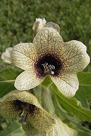 Hyoscyamus niger / Henbane, D Mannheim 2.5.2009