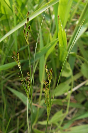 Juncus tenuis / Slender Rush, D Mannheim 16.5.2009