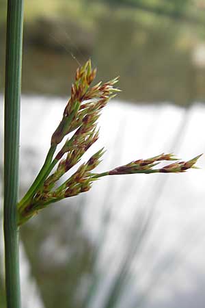 Juncus inflexus \ Blaugrne Binse / Hard Rush, D Eisenberg 28.6.2009