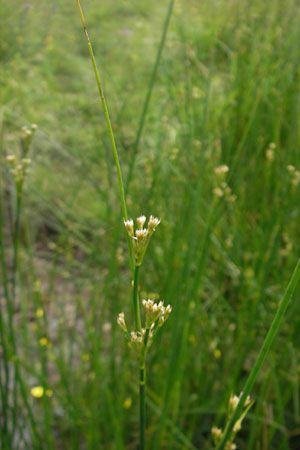 Juncus acutiflorus \ Spitzblütige Binse / Sharp-flowered Rush, D Taunus, Großer Feldberg 11.7.2009