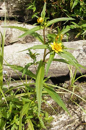 Bidens cernua \ Nickender Zweizahn / Nodding Bur-Marigold, D Karlsruhe 29.8.2009