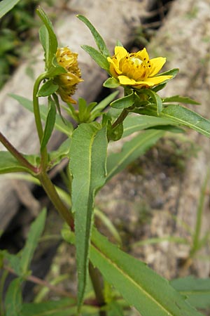 Bidens cernua \ Nickender Zweizahn / Nodding Bur-Marigold, D Karlsruhe 29.8.2009