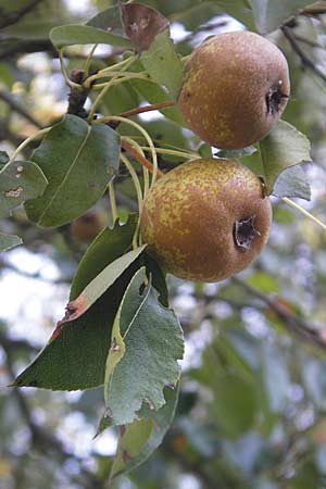 Pyrus pyraster / Wild Pear, D Groß-Gerau 31.8.2009