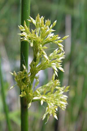 Juncus effusus \ Flatter-Binse / Soft Rush, D Eppertshausen 12.6.2010