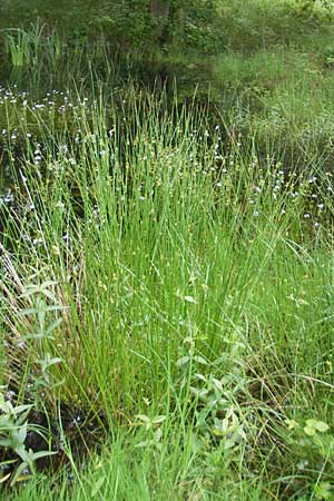 Juncus effusus / Soft Rush, D Eppertshausen 12.6.2010