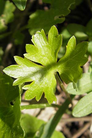 Ranunculus biformis \ Zweifrmiger Gold-Hahnenfu / Two-Form Goldilocks, D Maulburg 13.4.2011