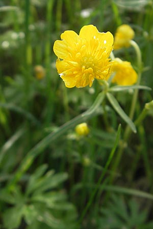 Ranunculus biformis \ Zweifrmiger Gold-Hahnenfu / Two-Form Goldilocks, D Maulburg 13.4.2011