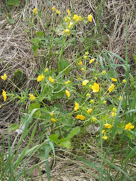 Ranunculus biformis \ Zweifrmiger Gold-Hahnenfu / Two-Form Goldilocks, D Maulburg 13.4.2011