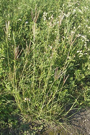 Bothriochloa ischoemum \ Gewhnliches Bartgras / Bluestem, D Karlsruhe 14.7.2011