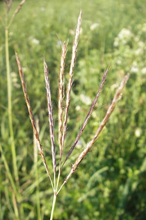 Bothriochloa ischoemum / Bluestem, D Karlsruhe 14.7.2011