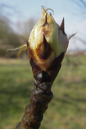 Pyrus communis / Pear, D Hemsbach 24.3.2012