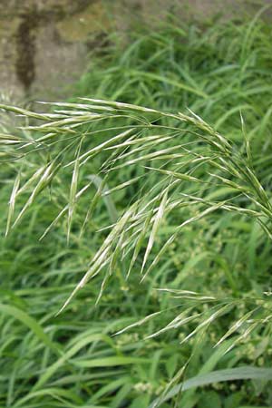 Bromus inermis / Hungarian Brome, D Mannheim 29.9.2013