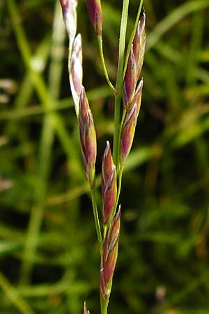 Festuca pratensis / Meadow Fescue, D Odenwald, Grasellenbach 30.5.2014