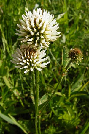 Trifolium montanum \ Berg-Klee / Mountain Clover, D Ketsch 16.5.2014