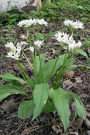 Allium ursinum / Ramsons, D Ketsch 4.5.2006