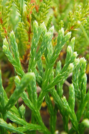 Diphasiastrum tristachyum \ Zypressen-Flach-Brlapp / Cypress Clubmoss, D Odenwald, Beerfelden 21.8.2009