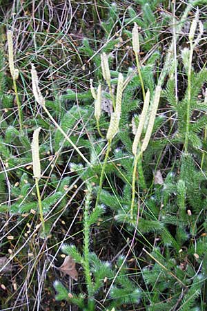 Lycopodium clavatum \ Keulen-Brlapp / Stag's-Horn Clubmoss, Common Clubmoss, D Odenwald, Ober-Mossau 24.8.2009