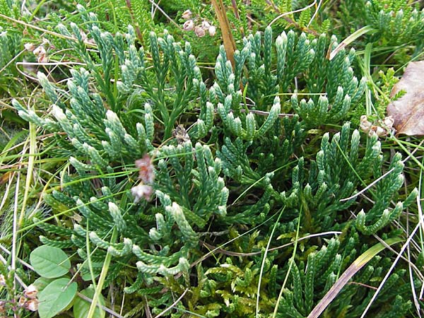 Diphasiastrum oellgaardii \ Oellgaards Flach-Brlapp / Oellgaard's Clubmoss, D Odenwald, Beerfelden 12.9.2009