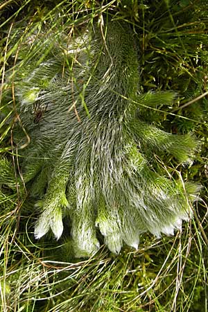 Lycopodium clavatum \ Keulen-Brlapp, D Odenwald, Beerfelden 12.9.2009