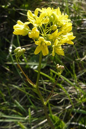 Biscutella laevigata \ Gewhnliches Brillenschtchen / Buckler Mustard, D Oberstdorf 22.6.2011