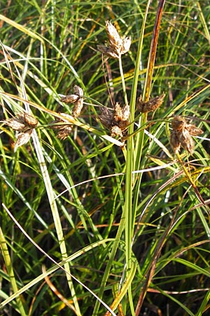 Bolboschoenus laticarpus / Broadseed Club-Rush, D Bad Nauheim 19.9.2012