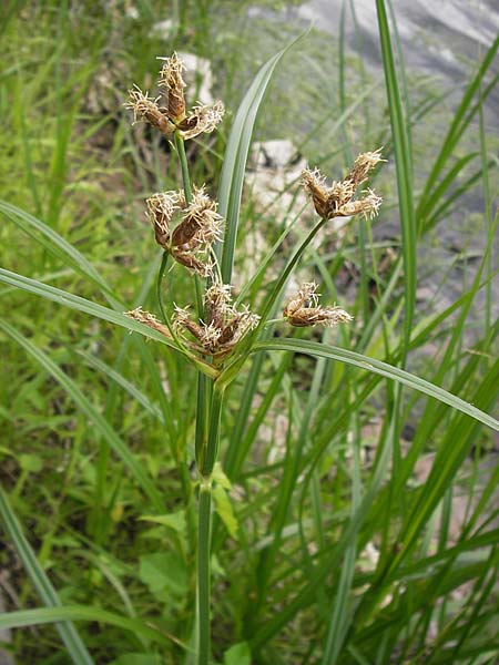 Bolboschoenus laticarpus / Broadseed Club-Rush, D Wanfried 3.8.2013