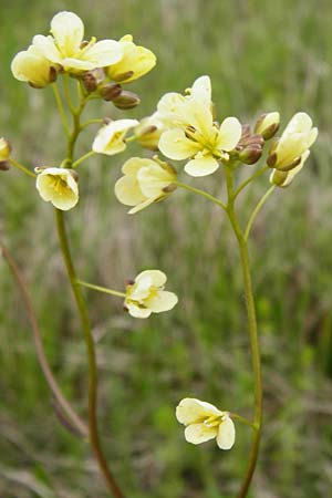 Biscutella laevigata \ Gewhnliches Brillenschtchen / Buckler Mustard, D Eching 3.5.2014