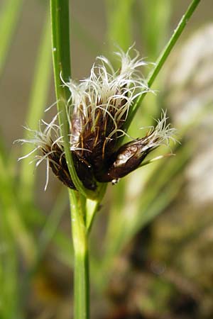 Bolboschoenus laticarpus / Broadseed Club-Rush, D Oppenheim 9.8.2014