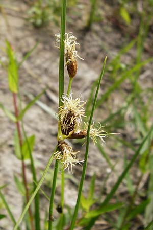 Bolboschoenus laticarpus / Broadseed Club-Rush, D Oppenheim 9.8.2014