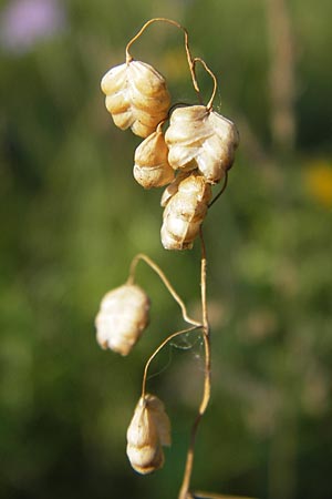 Briza media \ Gewhnliches Zittergras / Common Quaking Grass, D Ketsch 19.7.2013