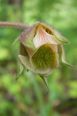 Geum rivale \ Bach-Nelkenwurz / Water Avens, D Memmingen 22.5.2009