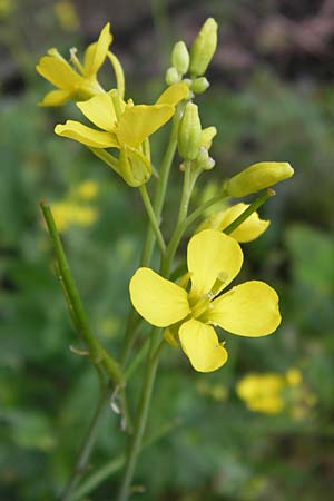 Brassica nigra \ Schwarzer Senf, D Mannheim 3.7.2013