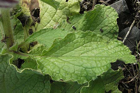 Borago officinalis \ Boretsch, D Weinheim an der Bergstraße 20.10.2006