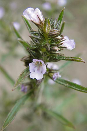 Satureja hortensis \ Garten-Bohnenkraut, D Sandhausen 7.9.2009