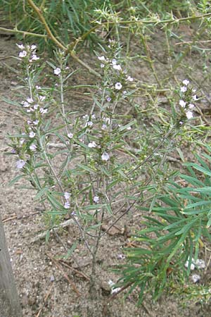 Satureja hortensis \ Garten-Bohnenkraut, D Sandhausen 7.9.2009