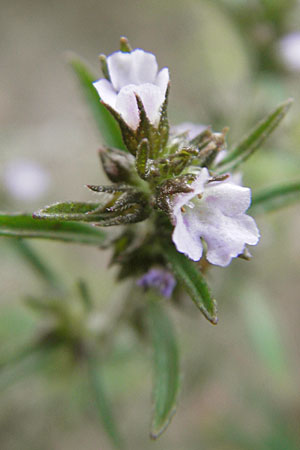 Satureja hortensis \ Garten-Bohnenkraut / Summer Savory, D Sandhausen 7.9.2009