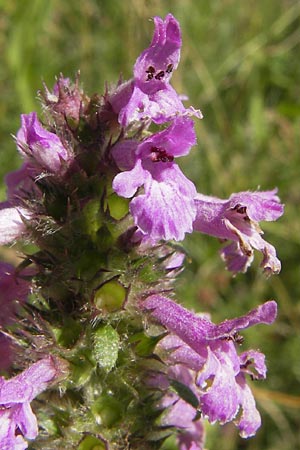 Betonica officinalis \ Echte Betonie, Heil-Ziest / Betony, D Ketsch 21.7.2013