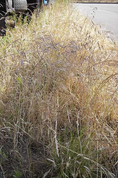 Bromus arvensis subsp. parviflorus / Small-Flowered Field Brome, D Mannheim 23.7.2013