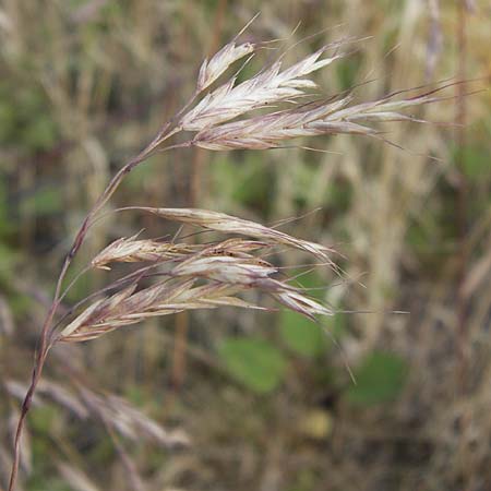 Bromus arvensis subsp. parviflorus / Small-Flowered Field Brome, D Mannheim 23.7.2013