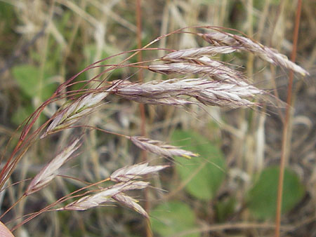 Bromus arvensis subsp. parviflorus \ Kleinbltige Acker-Trespe / Small-Flowered Field Brome, D Mannheim 23.7.2013