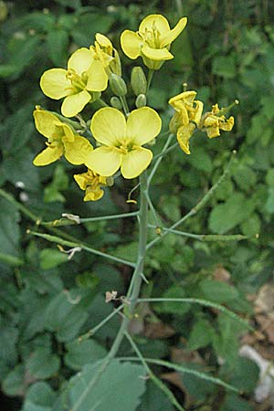 Brassica napus, Raps