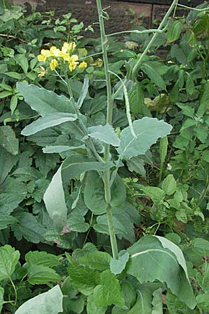 Brassica napus \ Raps / Oilseed Rape, Rapeseed, D Mannheim 15.6.2006