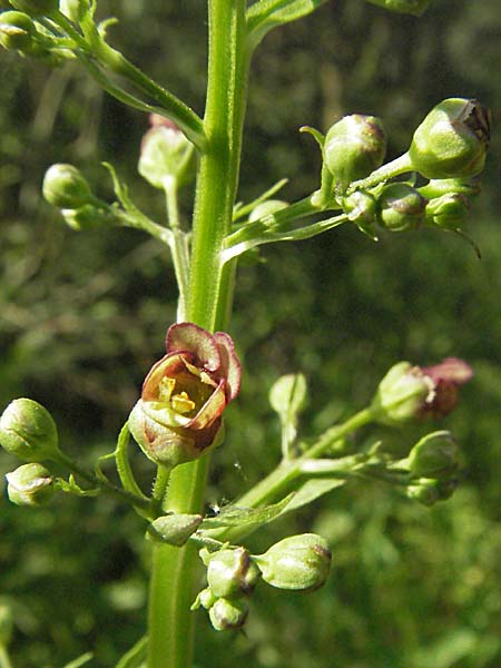 Scrophularia umbrosa \ Geflgelte Braunwurz / Green Figwort, D Büttelborn 25.6.2006