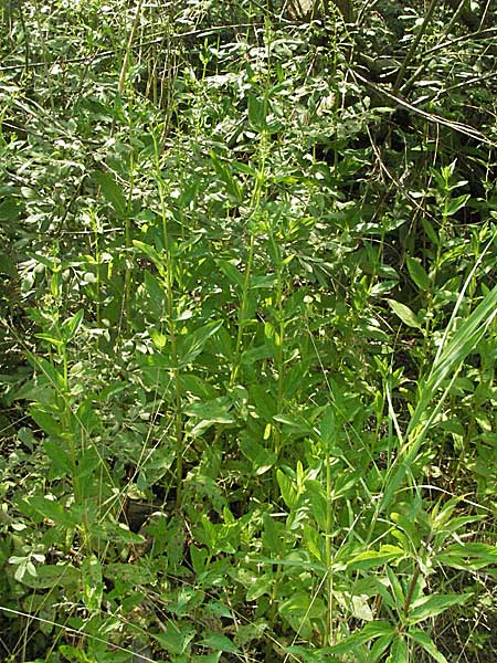 Scrophularia umbrosa \ Geflgelte Braunwurz / Green Figwort, D Büttelborn 25.6.2006