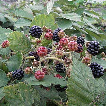 Rubus armeniacus \ Garten-Brombeere, Armenische Brombeere / Armenian Blackberry, Himalayan Blackberry, D Mannheim 25.7.2006