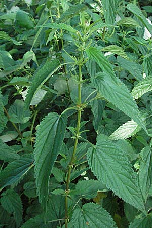 Urtica dioica subsp. galeopsifolia \ Hohlzahn-Brenn-Nessel / Fen Nettle, D Würzburg 16.6.2007