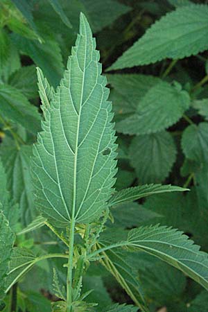 Urtica dioica subsp. galeopsifolia \ Hohlzahn-Brenn-Nessel / Fen Nettle, D Würzburg 16.6.2007