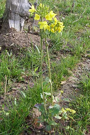 Brassica rapa \ Stoppelrbe, Rbsen / Field Mustard, D Weinheim an der Bergstraße 15.4.2008